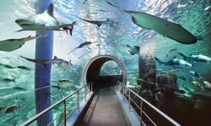 melbourne-tourism-13-sea-life-aquarium